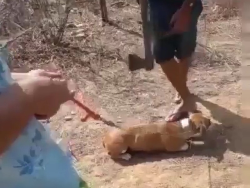 Homens matam cachorros com golpes de machado, em Campos Sales