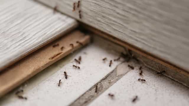 Infestação de formigas? Use esta mezinha caseira com limão