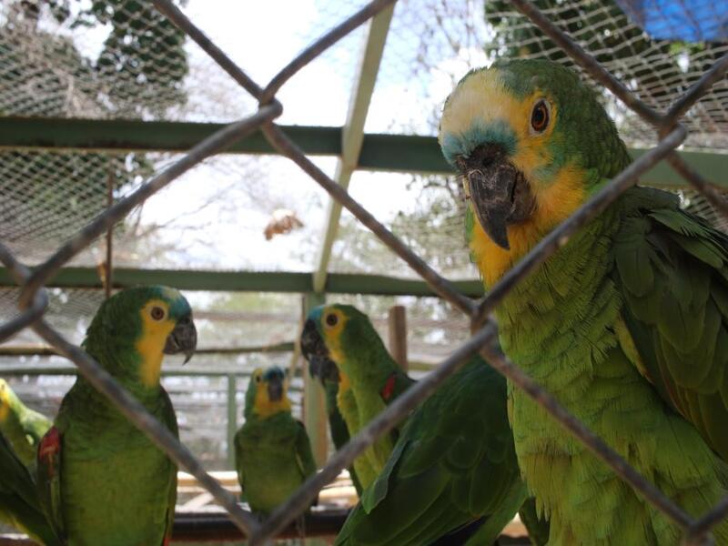 Ceará registra aumento de 58% nos casos de maus tratos contra animais