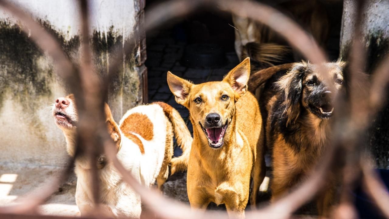 Câmara aprova projeto que proíbe extermínio de cães e gatos por órgãos públicos