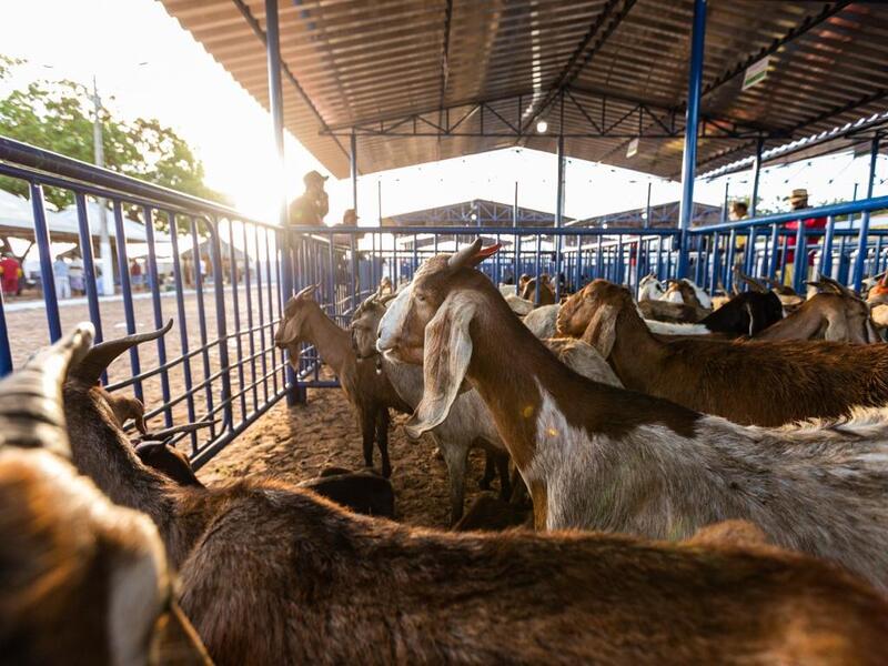 Balanço indica venda de mais de 10 mil animais na feira de Juazeiro do Norte