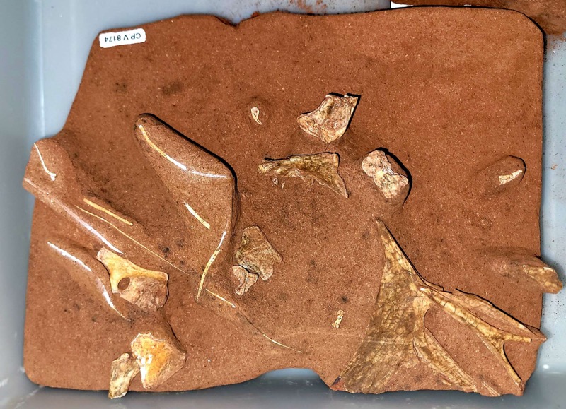 Museu de Paleontologia recebe fóssil de pterossauro do Paraná para o seu acervo