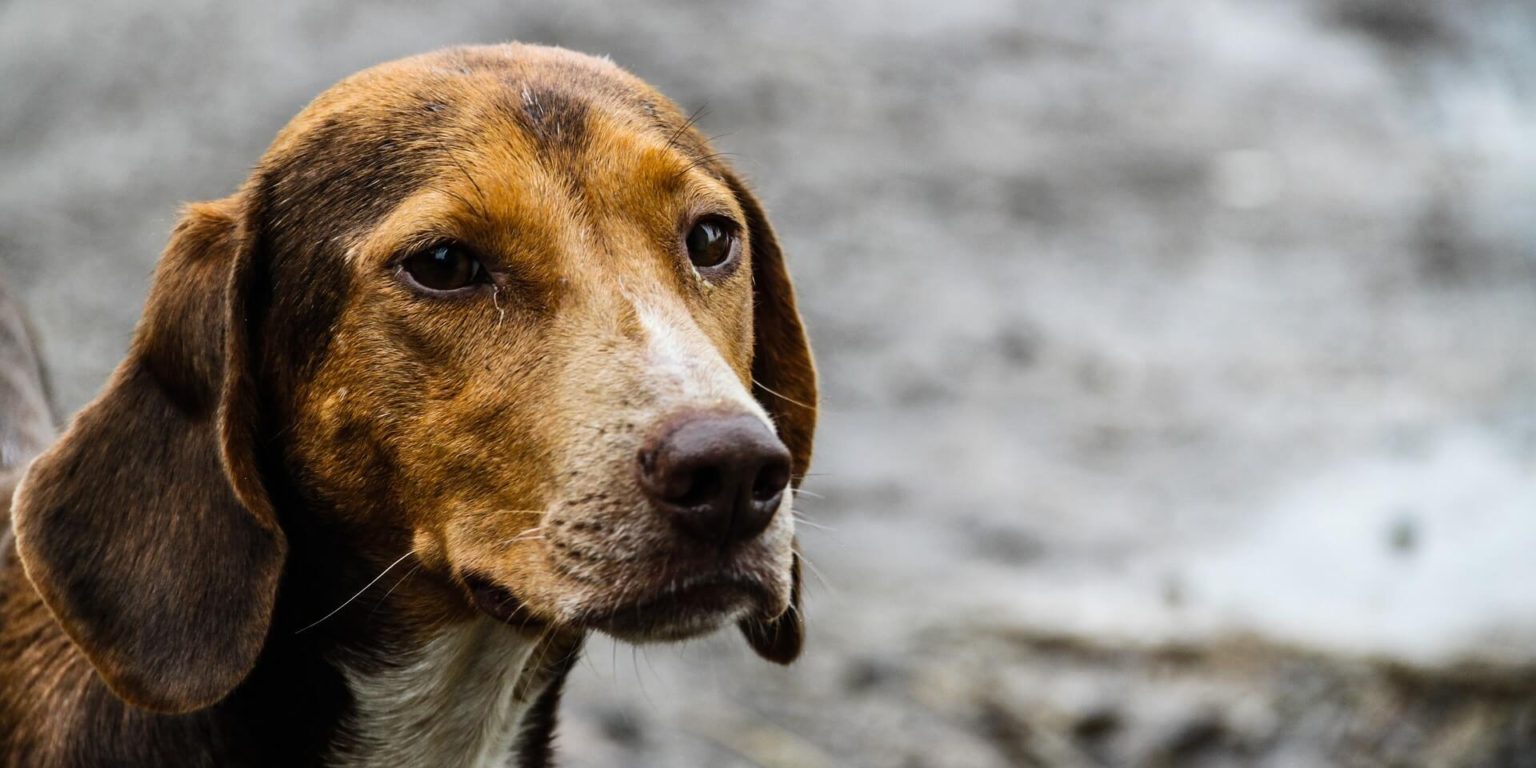 Juazeiro do Norte: Prefeitura vai instalar placas sobre abandono animal para conscientizar a população