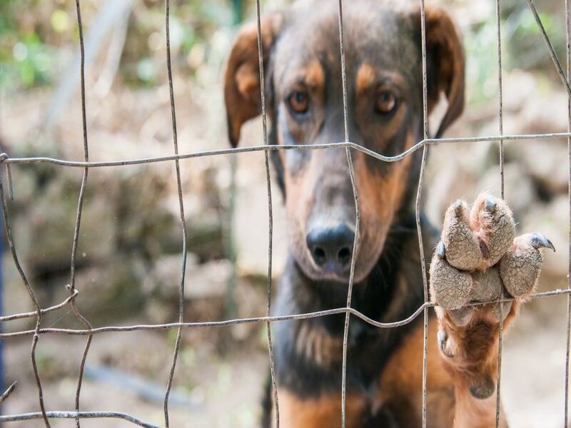 ‘Vão morrer de fome e sem tratamento’; 350 animais do Lar TinTin sofrem com falta de recursos
