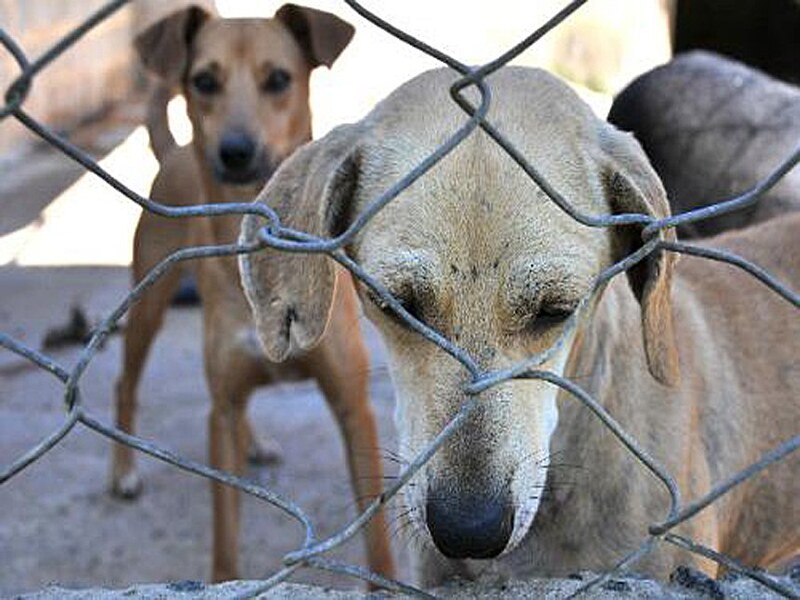 Vai à sanção projeto que proíbe abate de cães e gatos pelo poder público