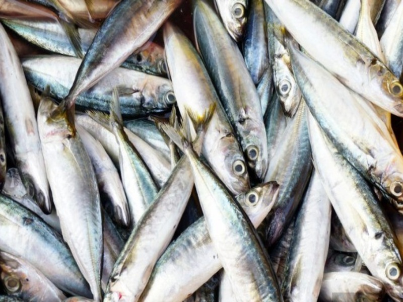 Brejo Santo: Adagri desmente relação entre larva em olho de peixe com a ‘Doença da urina preta’