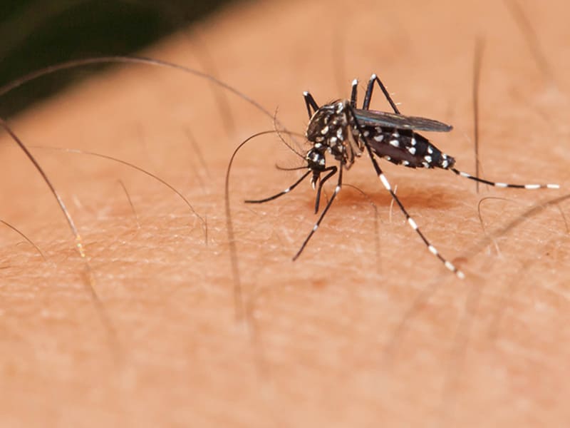 Armadilha criada por alunos de Potengi usa suor humano para atrair e matar mosquitos da dengue