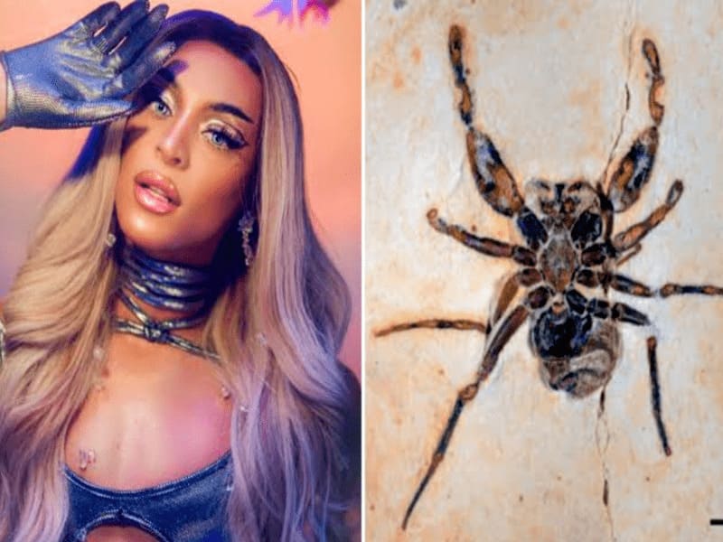 Fóssil traficado de aranha que homenageia Pabllo Vittar, retorna ao Cariri