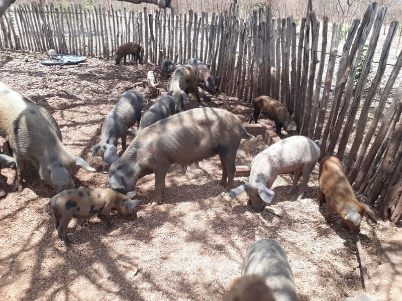 120 animais vão ser abatidos em Marco, foco de peste suína no Ceará