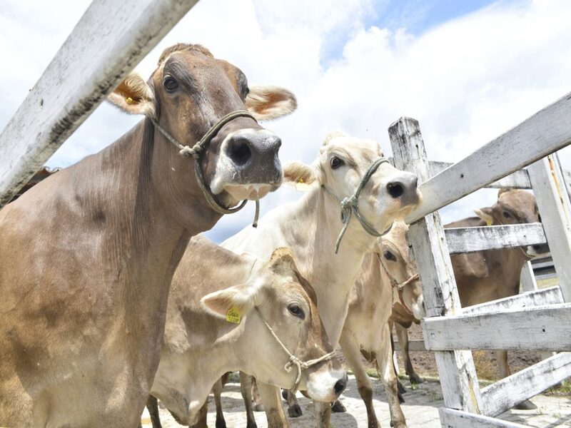 Segunda etapa de vacinação contra Febre Aftosa no Ceará acontece durante todo esse mês