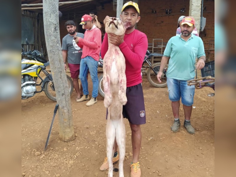 Homem mata onça e posa para foto segurando animal pelo pescoço