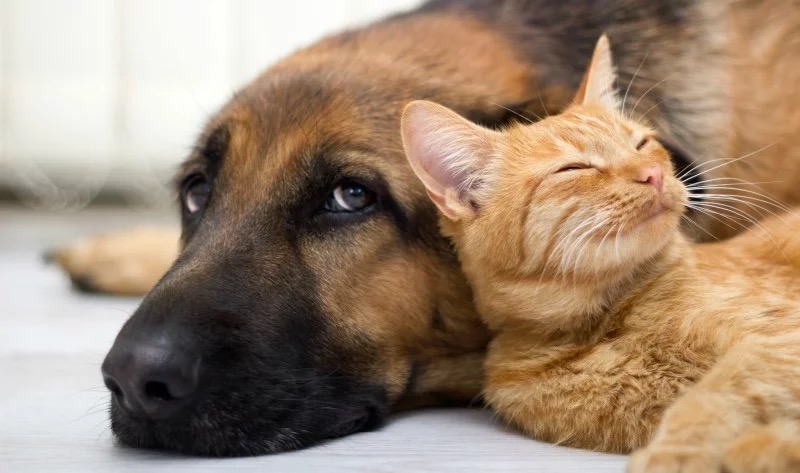 Experiência de vida muda comunicação entre cães e humanos, diz estudo