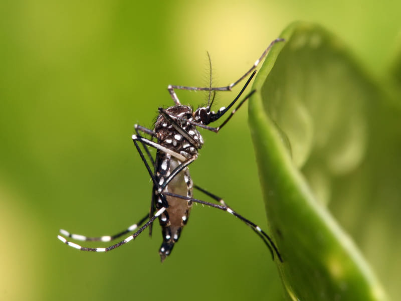 Cagece alerta para cuidados com focos de mosquitos nesta pré-estação chuvosa
