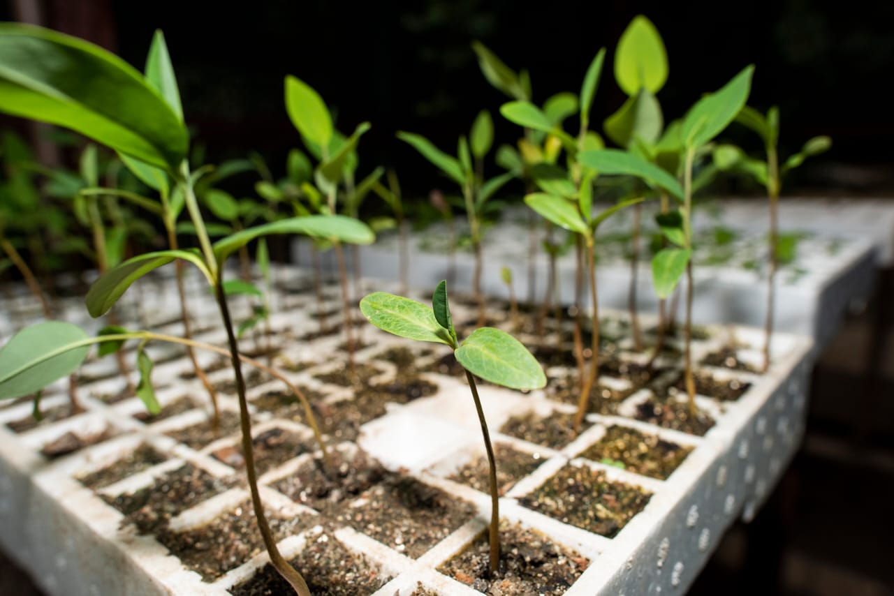 Projeto Pensando Verde promove conscientização ambiental na Mostra Sesc Cariri de Culturas
