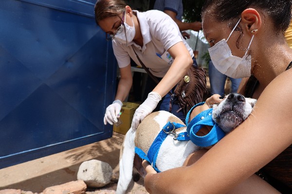 Vacinação antirrábica será realizada em oito bairros, em Crato, nesta sexta-feira, 12
