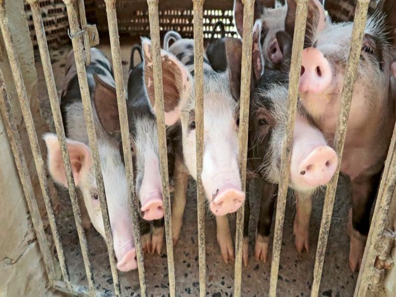 Foco de peste suína clássica foi controlado no município de Marco e criadores serão indenizados