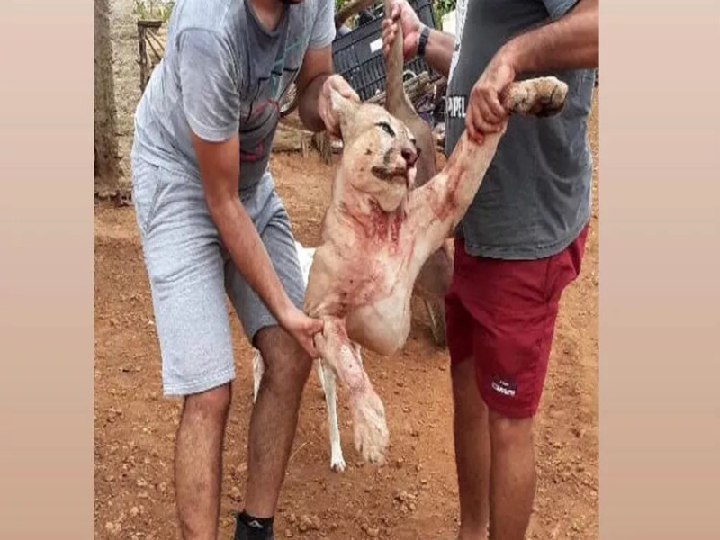 Agricultor suspeito de matar onça-parda em Tarrafas é indiciado por crime ambiental
