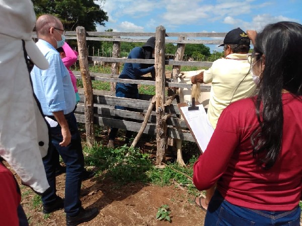 Programa de melhoramento genético para bovinos beneficia 200 produtores no Crato