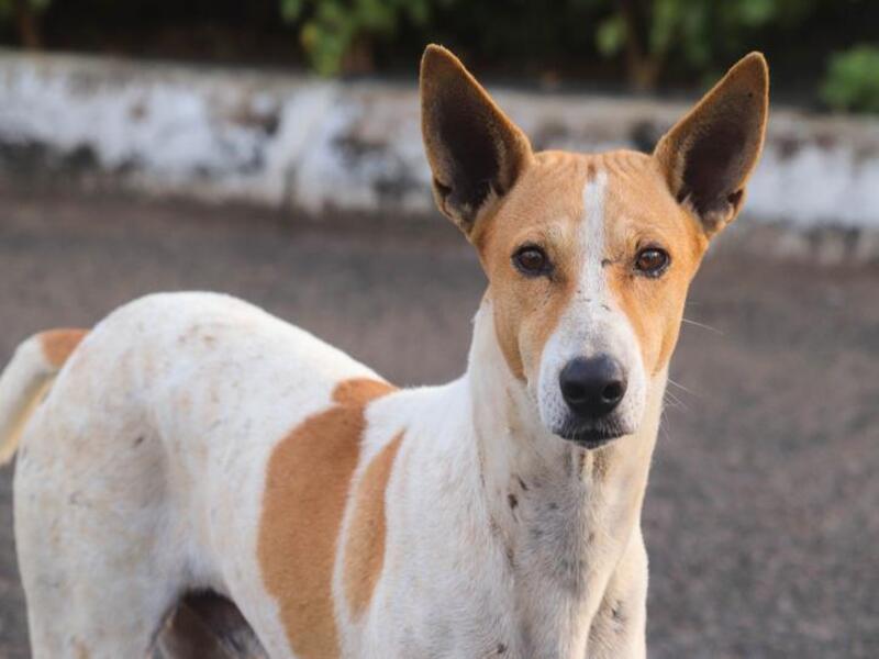 Barbalha: Prefeitura instala casinhas para animais em situação de rua no Distrito do Caldas