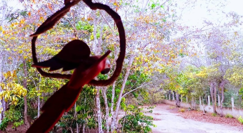 Oásis do Cariri, Serra do Araripe vive expansão de empreendimentos turísticos