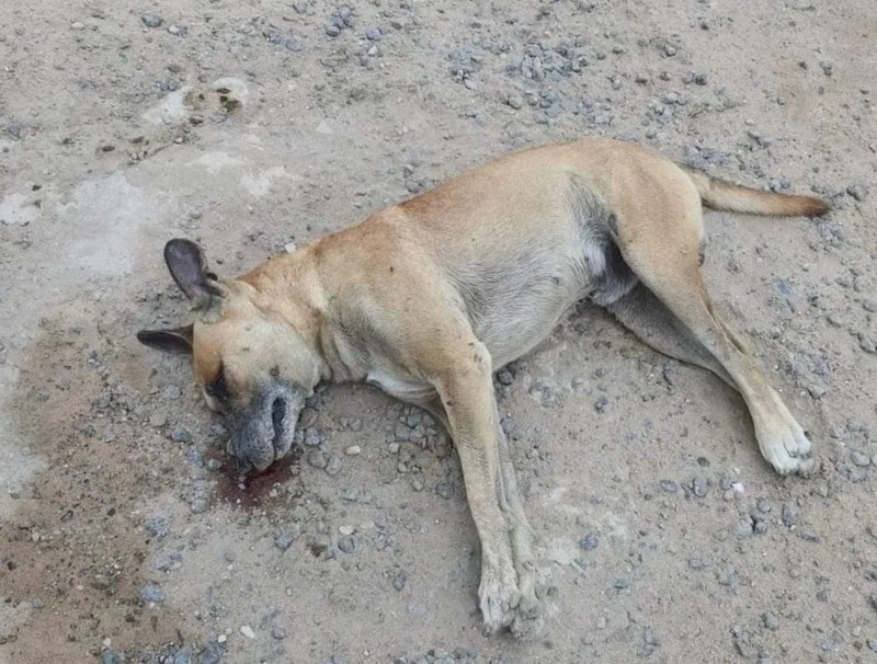 Matança de cães e gatos por envenenamento causa revolta em Juazeiro do Norte