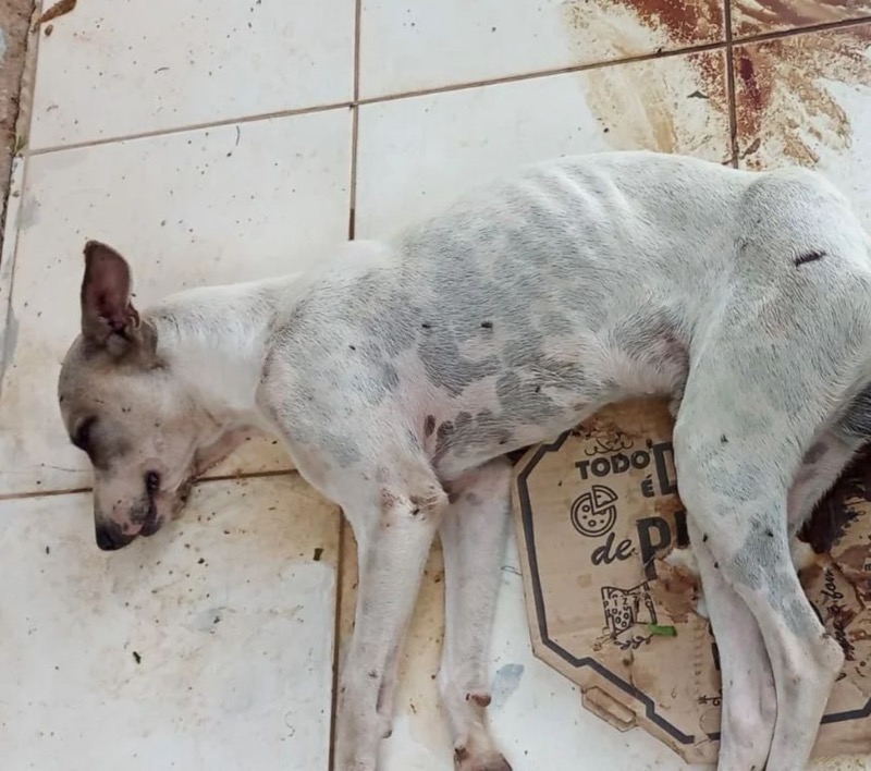 Cachorro é encontrado morto a golpes de faca e com sinais de violência sexual em Farias Brito