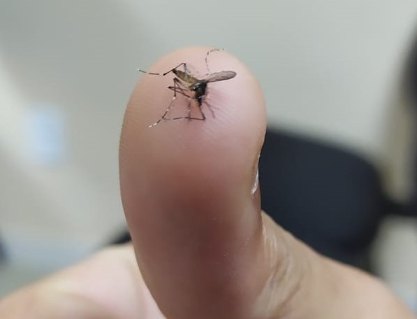 Município de Juazeiro do Norte intensifica ações contra o Aedes aegypti
