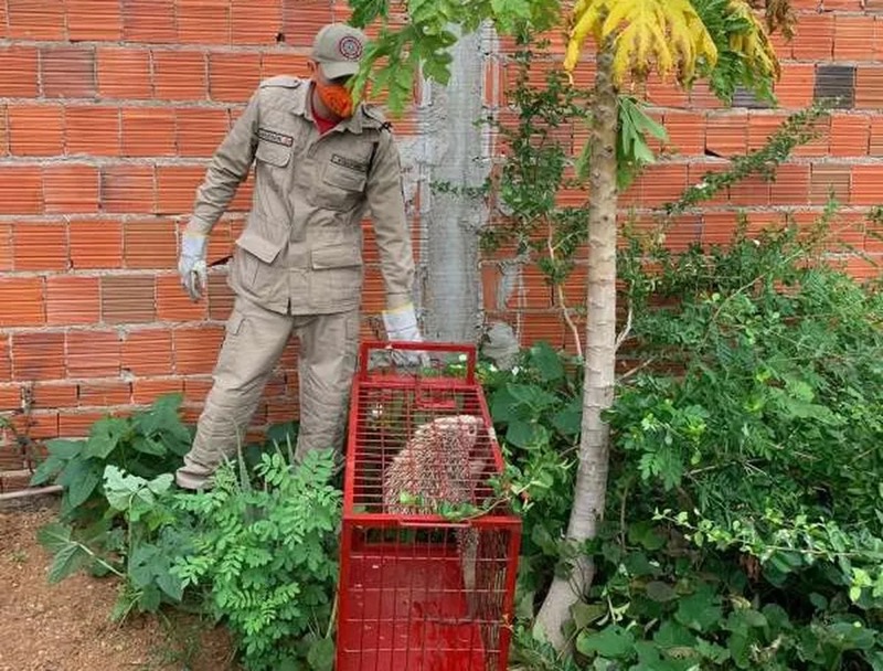 Porco-espinho é resgatado após ser encontrado no quintal de uma residência em Tauá
