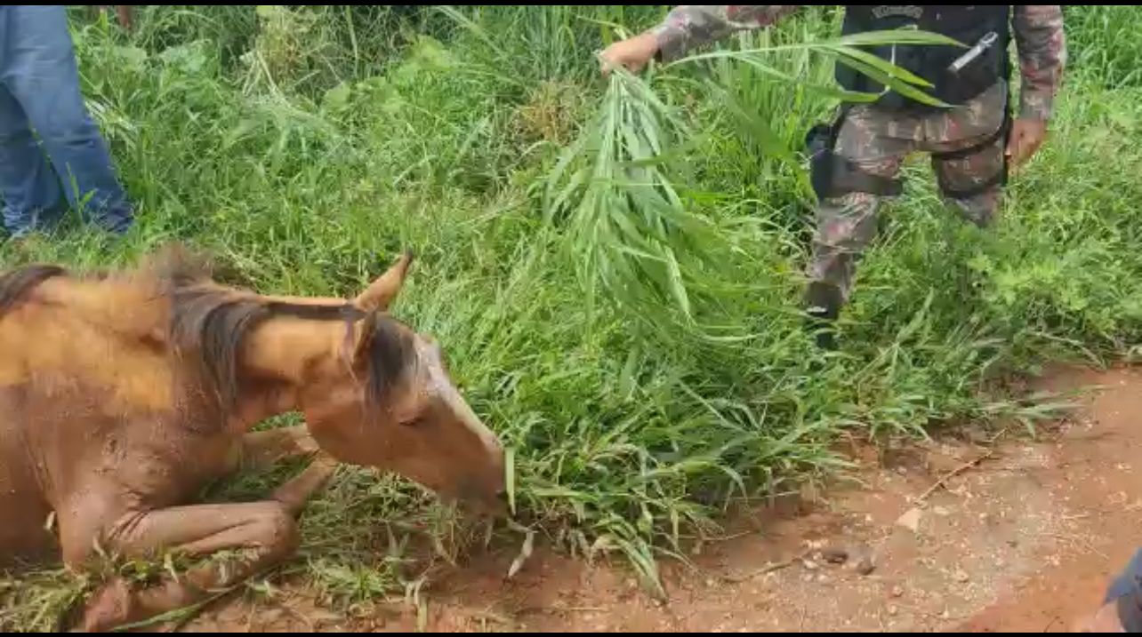 PMCE resgata cavalo com sinais de maus-tratos em Juazeiro do Norte