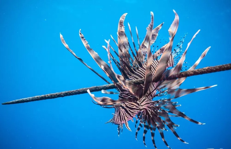 Peixe venenoso perigoso para outras espécies é encontrado no litoral cearense