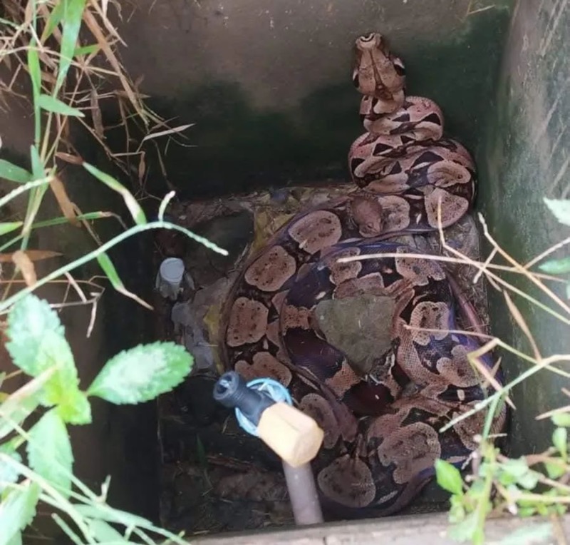 Cobra jibóia é encontrada dentro de caixa d’água no Crato