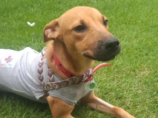 Juazeiro do Norte inicia identificação de animais de rua através de chip