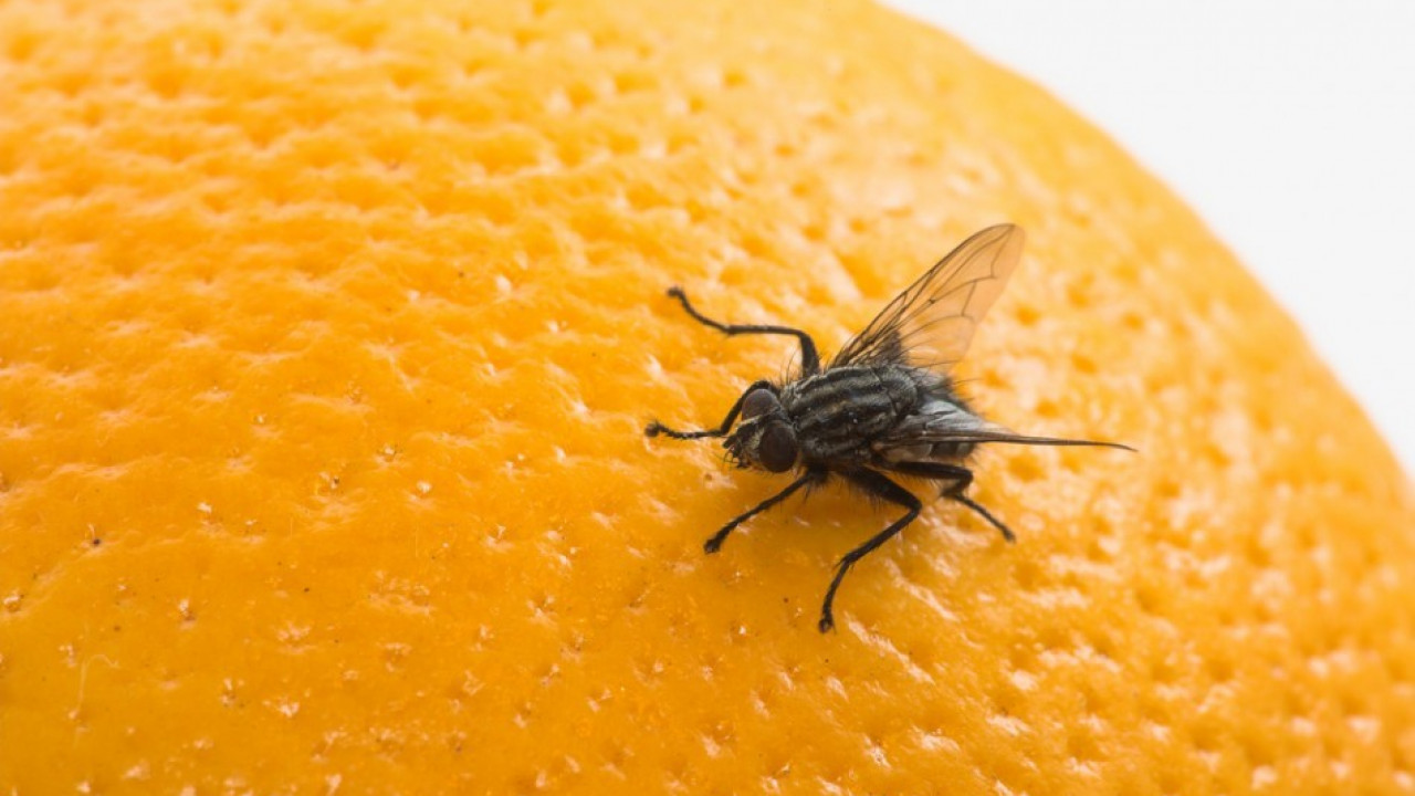 Casos da “virose da mosca” quadruplicam no Ceará; veja como se prevenir