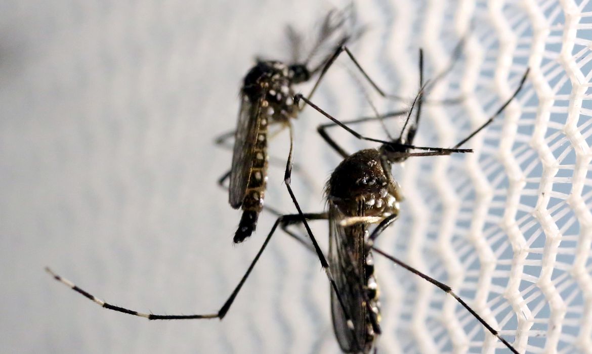 Após registrar mortes por chikungunya, Barbalha intensifica combate ao Aedes aegypti