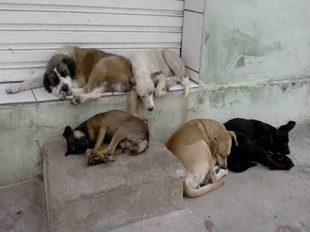 Ministério Público dá prazo de um ano para Prefeitura de Caririaçu construir Centro de Zoonoses
