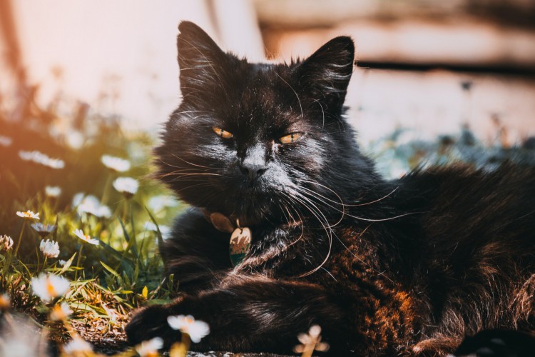 Ceará tem o 1° caso de doença em gatos que pode afetar humanos; veja sintomas