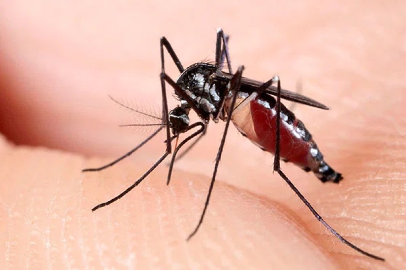 Cariri tem explosão de casos de chikungunya em 2022, mostra boletim epidemiológico