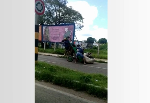 Cavalo fica pendurado em carroça por excesso de carga, em Juazeiro do Norte