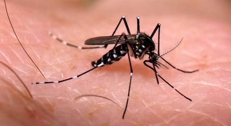 Dengue: Aedes aegypti veio para ficar, alerta infectologista