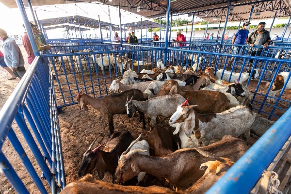 Juazeiro: Feira de Animais será realizada nesta quarta-feira, 22