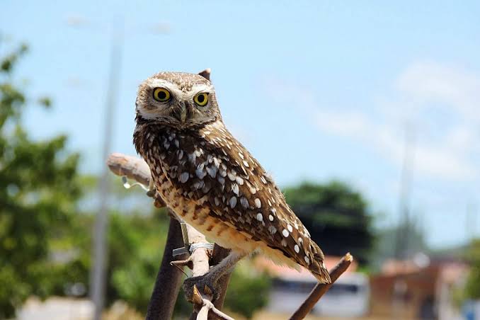 MPCE debate fluxo de atendimento e devolução à natureza de animais silvestres na região do Cariri