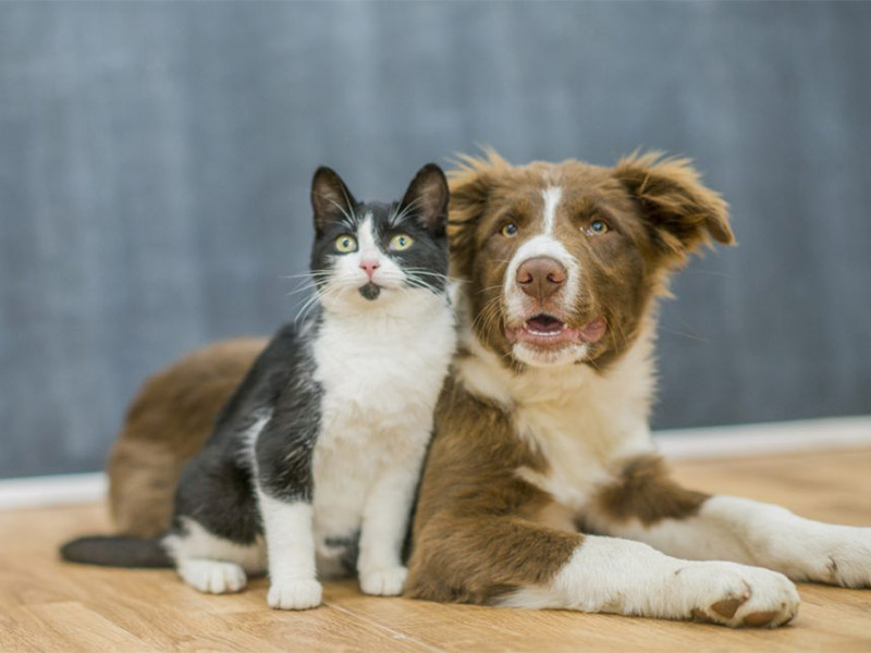 Gastos mensais com cães são o dobro das despesas com gatos, aponta pesquisa