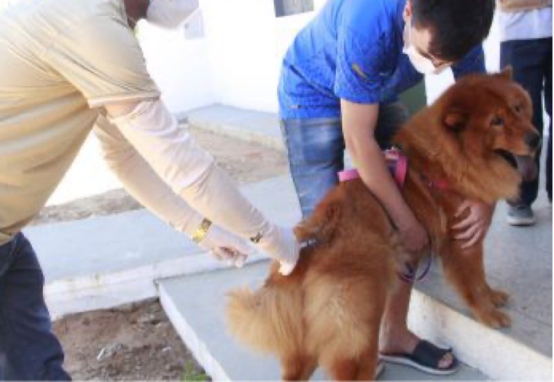 Barbalha vacina mais de 1,5 mil animais contra a raiva em apenas 48h