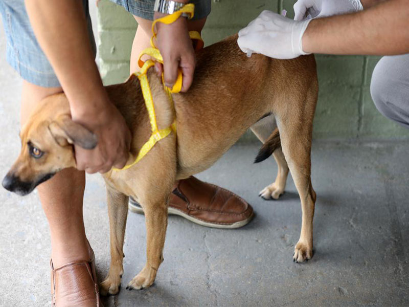 Campanha vacina mais de 8 mil animais contra a raiva em Crato