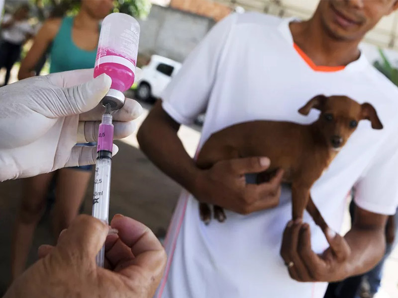Detalhe Juazeiro disponibiliza doses de vacina antirrábica nesta semana; confira o cronograma