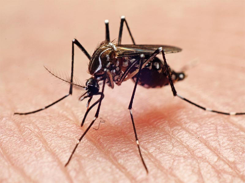 Dengue: casos e mortes disparam no Brasil; mudança climática faz vírus circular