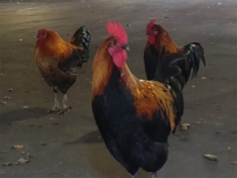 Casal processa vizinho por causa de galo que cacareja 200 vezes ao dia