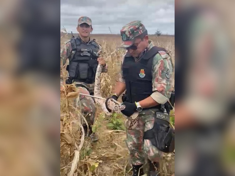 Polícia Ambiental resgata duas jiboias em menos de 24 horas no Cariri