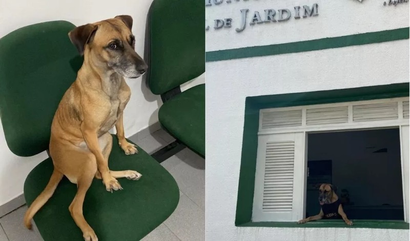 Cadela vira ‘policial civil canina’ após ser adotada em delegacia da cidade de Jardim