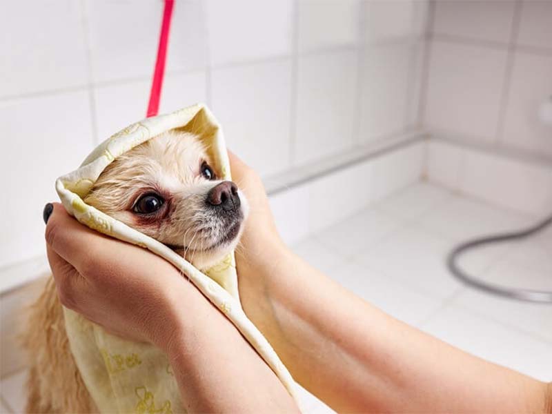 Com que frequência posso dar banho no meu pet?